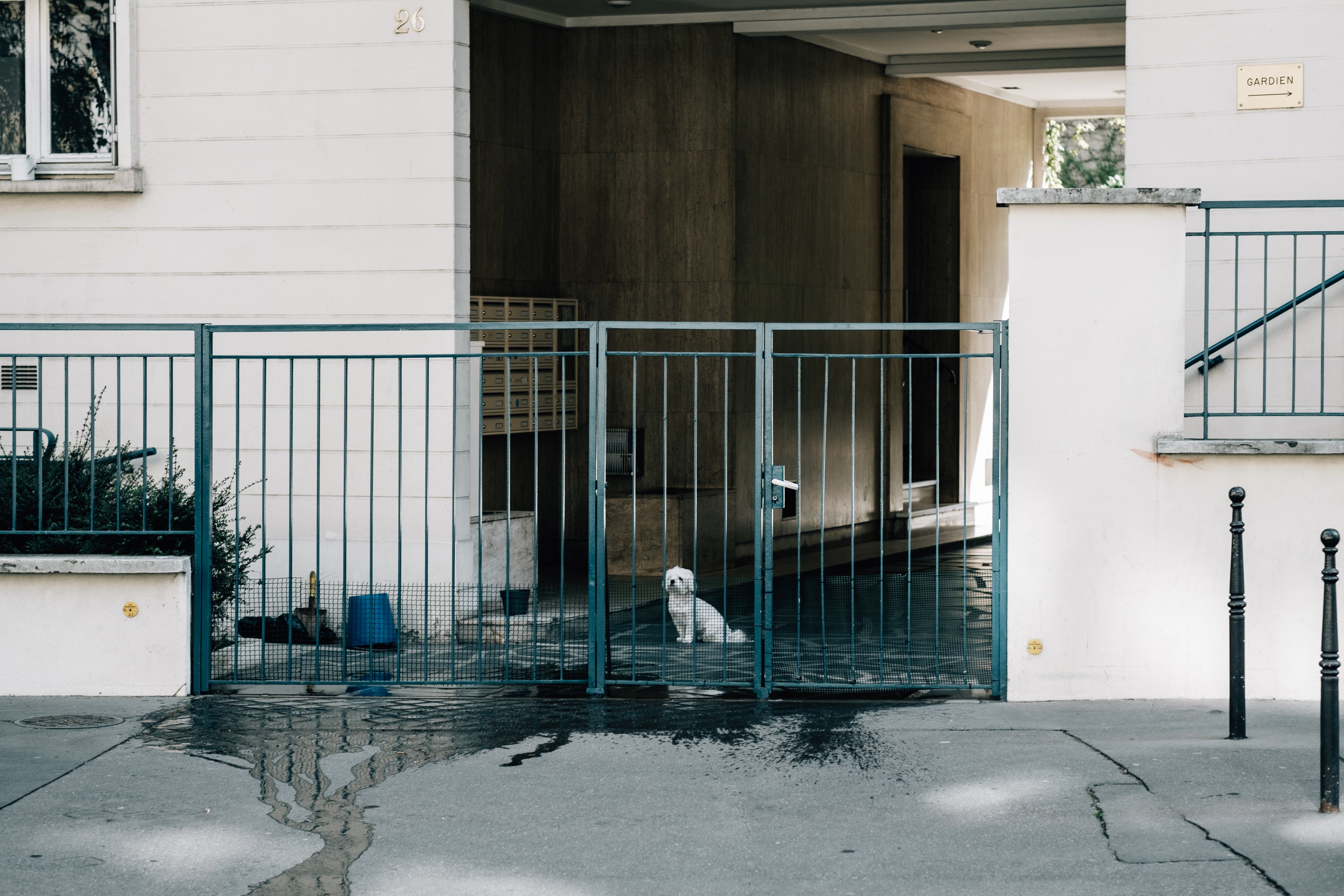 exterior photo of a small white dog sitting behind a gate